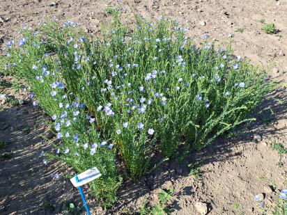 Click for 1 image(s) for this accession.